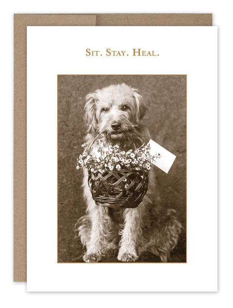 Sit. Stay. Heal. Get Well Card | SM338 | Get Well Cards